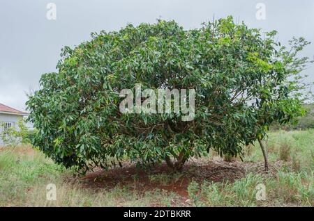 Litchi Chinensis Tree Stock Photo