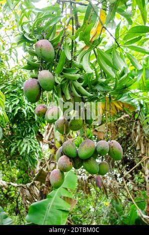 Bunches Of Unripe Irwin Mangoes Stock Photo