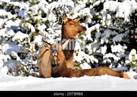 Two female elk 'Cervus elaphus ', resting on a ridge in the warm sunlight after a fresh snowfall in rural Alberta Canada. Stock Photo