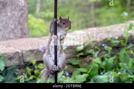 Cute Little Grey Squirrel In A Beautiful Springtime Garden, Holds On Tight To A Metal Pole