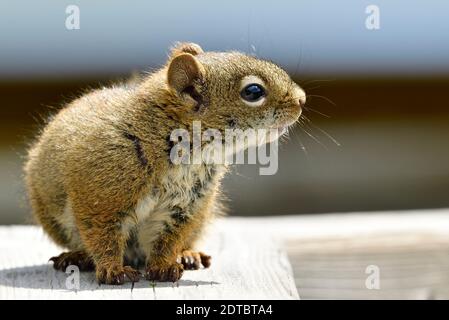 A side view of a young red squirrel "Tamiasciurus hudsonicus", looking to the side Stock Photo