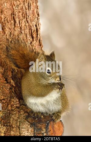 A vertical image of a red squirrel "Tamiasciurus hudsonicus", sitting on a cut off spruce tree branch cleaning his front paws in rural Alberta Canada. Stock Photo