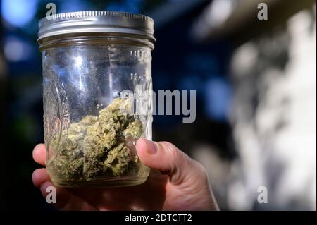 Close-up of mans hand holding jar with cannabis buds Stock Photo
