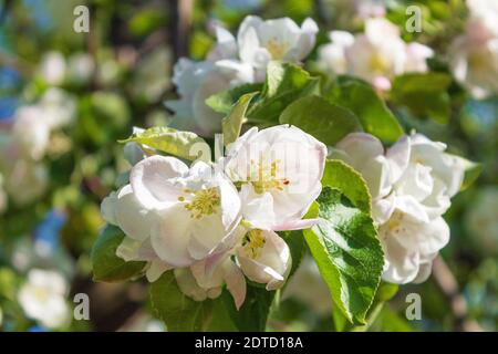 Apple tree blooms in white flowers. A sprig of apple trees in bloom. Frame for background and text. Stock Photo