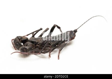 Close up of whip scorpion or vinegarroon (Mastigoproctus giganteus) on white background Stock Photo