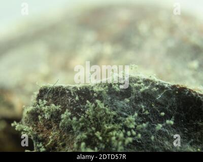 Close-up of growth mushrooms on a rotten apple. Rotten apple with mold. White mold penicillin on a rotten fruit skin Stock Photo