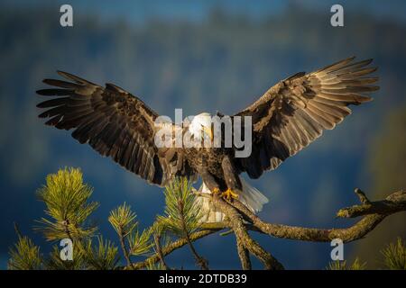 A majestic bald eagle is coming in for a landing on a branch with wings spread in north Idaho. Stock Photo