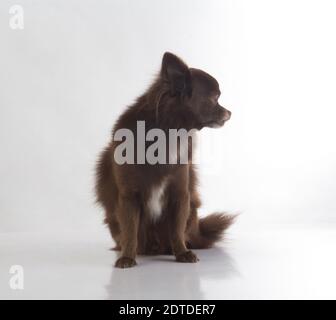 Cute dark brown chihuahua dog sitting on white background