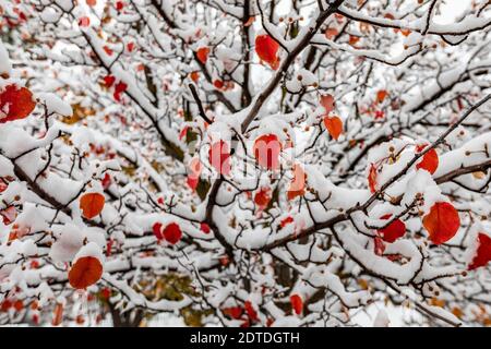 Red autumn leaves on tree covered with snow Stock Photo