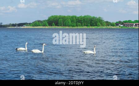 Three swans are swimming in the water. The swan is looking at the photographer. A flock of white swans floats on a river or lake Stock Photo