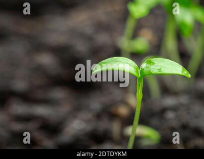 Drops of water on a young green sprout Stock Photo