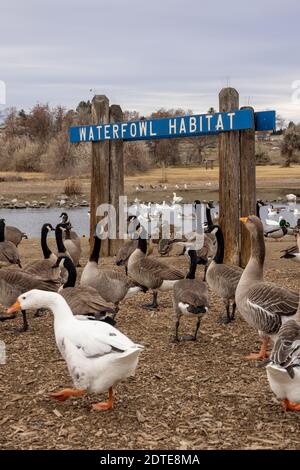 Waterfowl Habitat, Columbia Park, Kennewick, Washington State, USA Stock Photo