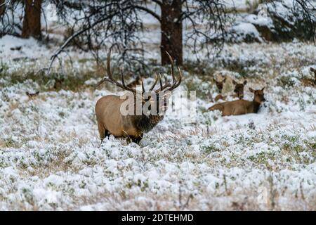 An elk herd in Moraine Park, Rocky Mountain National Park, during an early snow storm. Stock Photo