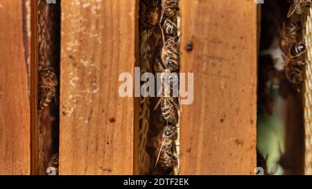 Honey bee wax honeycomb cells with honey isolated on a white background  Stock Photo - Alamy
