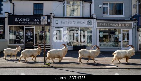 PA REVIEW OF THE YEAR 2020 - PA PHOTOGRAPHERS' FAVOURITE IMAGES File photo dated 31/03/20 of a herd of goats taking advantage of quiet streets near Trinity Square, in Llandudno, north Wales. The gang of goats has been spotted strolling around the deserted streets of the seaside town during the nationwide lockdown. Selected by PA Photographer Peter Byrne as his own favourite picture of the year. Stock Photo