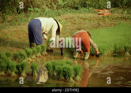 Two Vietnamese woman planting rice by hand at Ha giang, Vietnam during the start of raining season Stock Photo