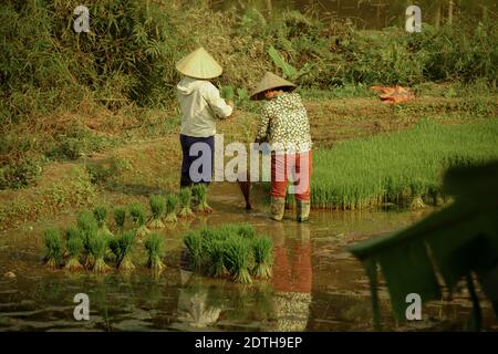 Two Vietnamese woman planting rice by hand at Ha giang, Vietnam during the start of raining season Stock Photo