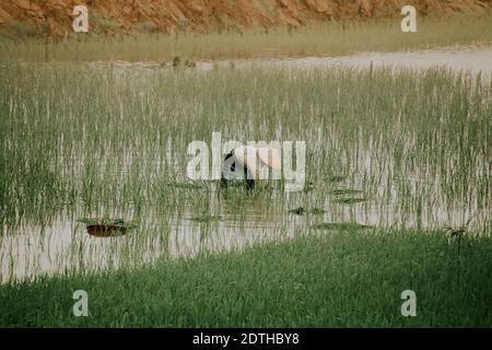 Rice farmer planting rice by hand in the early foggy morning in Ha giang, Vietnam Stock Photo