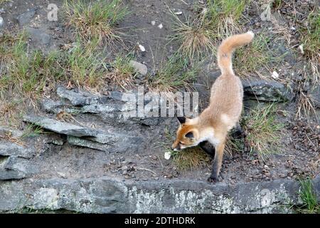 Fox cubs playing and exploring near their den. Stock Photo