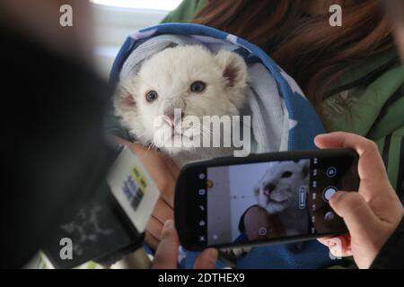Nantong, Nantong, China. 22nd Dec, 2020. Jiangsu, CHINA-A one-and-a-half month old white lion cub with rare quadruplets is unveiled at nantong Forest Wildlife Park in Jiangsu province, Dec. 21, 2020, and will officially meet visitors this weekend.The white lion is a rare species and there are only a few left in the world.The male quadruplet white lion born on November 6, 2020 is the second set of quadruplet white lion at Nantong Forest Wildlife Park.Zookeepers and veterinarians gave the quadruplets a full bath and physical examination after one month. Credit: ZUMA Press, Inc./Alamy Live News Stock Photo