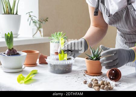 Plant transplant, soil, pots, tools for replanting on the table. Various plants in different pots on table. Concept of indoor garden home - Image Stock Photo