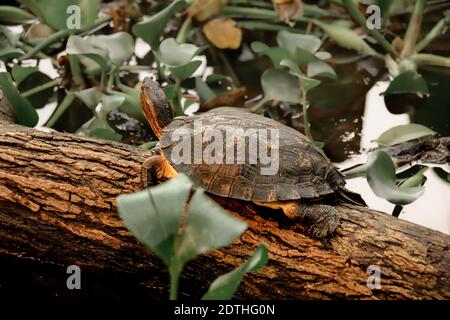 Pan's box turtle (Cuora pani) a critically endangered species, resting on a floating log among the water hyacinths Stock Photo