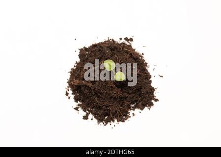 Top view young green sprout seedlings in fertile soil isolated on white background. Stock Photo