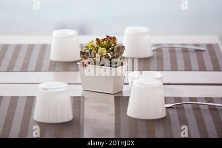 small tree on a restaurant table Stock Photo