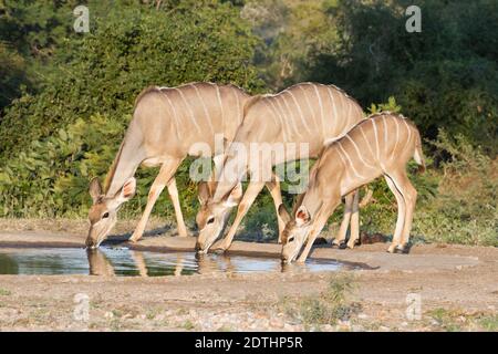 Greater Kudu (Tragelaphus strepsiceros) female family drinking at a waterhole with reflections in Greater Kruger National Park, South Africa with blur Stock Photo