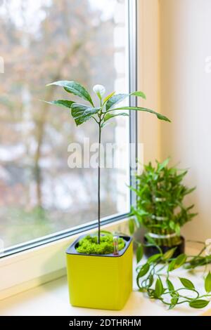 Avocado tree in a pot on a windowsill, grown at home. Indoor tropical plants. Selective focus. Stock Photo