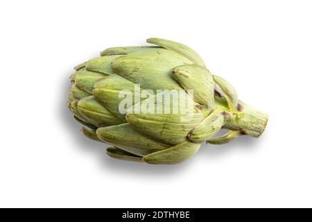 Fresh globe artichoke (aka French artichoke or green artichoke) isolated on white background Stock Photo