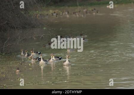 Indian spot-billed ducks Anas poecilorhyncha. Keoladeo Ghana National Park. Bharatpur. Rajasthan. India. Stock Photo