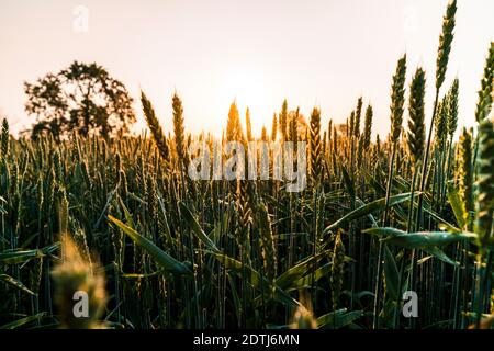 Wheat field crops at sunrise in the English countryside Stock Photo