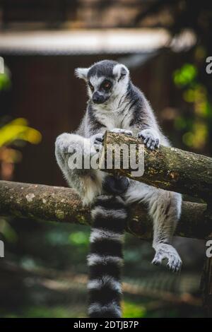 Portrait Of Lemur Sitting On Tree Branch