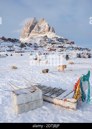 Team of sled dog during winter in Uummannaq in the north west of Greenland. Dog teams are still draft animals for the fishermen of the villages and st Stock Photo