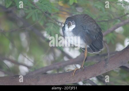 White-breasted waterhen Amaurornis phoenicurus resting. Keoladeo Ghana National Park. Bharatpur. Rajasthan. India. Stock Photo