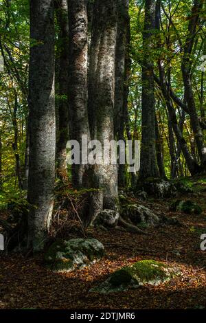 Play of lights and shadows in a beech forest in autumnal guise. Abruzzo, Italy, Europe Stock Photo