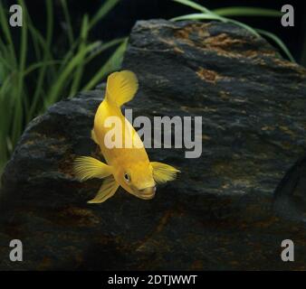 Lemon Cichlid, neolamprologus leleupi Stock Photo