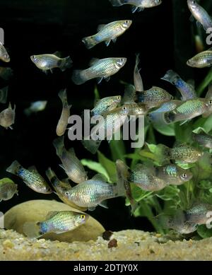 Neon Blue Platy, xiphophorus maculatus Stock Photo