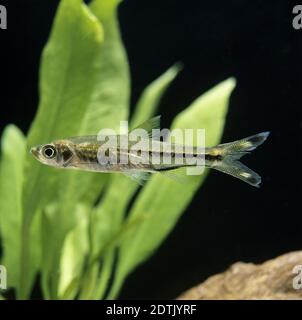 Three-Lined Rasbora Fish, rasbora trilineata Stock Photo