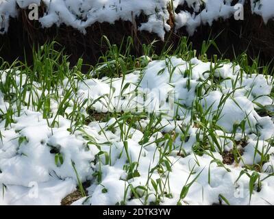Green grass covered with snow in early spring Stock Photo
