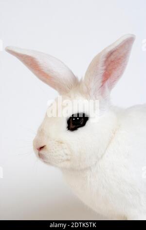 Hotot Domestic Rabbit, Breed From Normandy Stock Photo