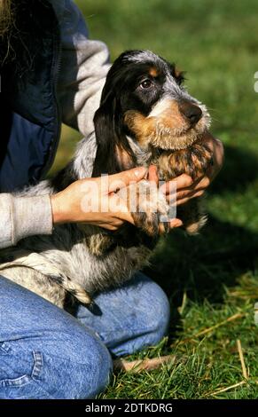 Woman and Blue Gascony Griffon Dog Stock Photo