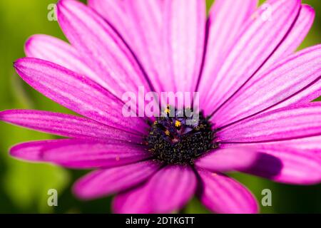 Close-up of pink osteospermum Stock Photo