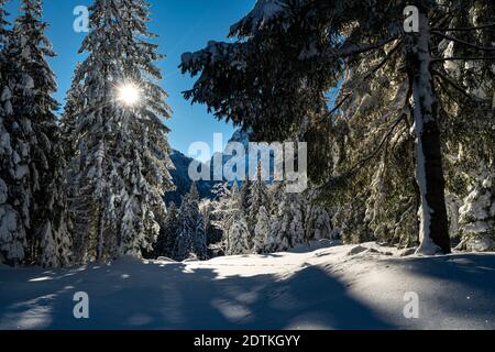 the sun's rays pass through the snowy branches of the pines in winter Stock Photo