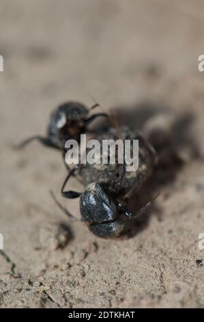 Two dung beetles fighting over a ball of dung. Keoladeo Ghana National Park. Bharatpur. Rajasthan. India. Stock Photo