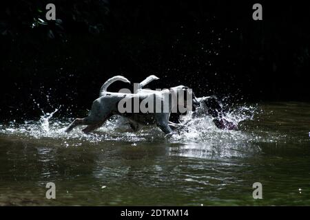 Two dogs of a breed of a smooth-haired fox-terrier of a white color with black spots play and jump in the river and spray water Stock Photo