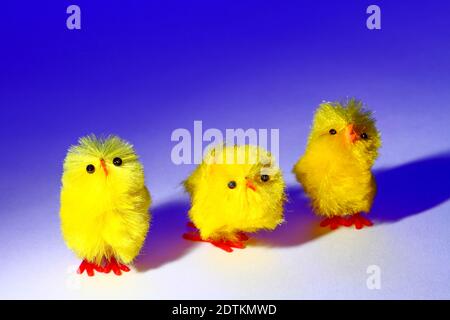 Three Easter chick toy chickens isolated on a blue background Stock Photo