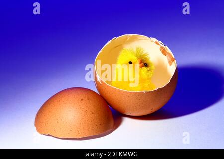 One yellow Easter chick chicken toy sat in a hens egg,  conceptual image for a chick hatching Stock Photo