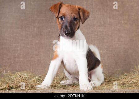 A small puppy of breed smooth-haired fox-terrier of white color with red spots sits on a sacking covered with hay Stock Photo